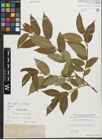 Foto von Salix fragilis L. x Salix pentandra L.